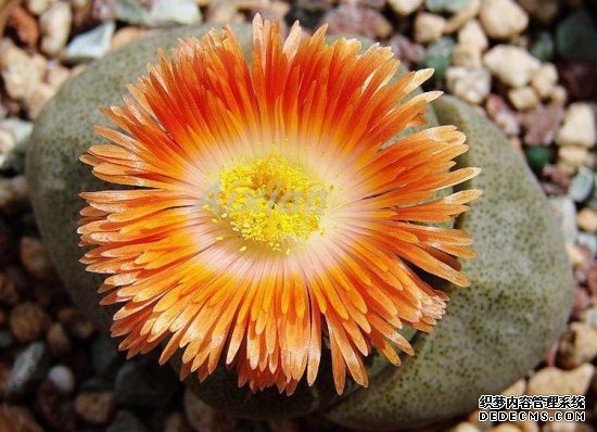 生石花的种植方法【分享】