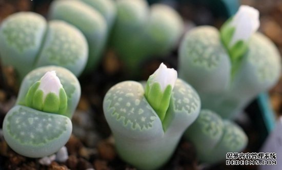 生石花的种植方法【分享】