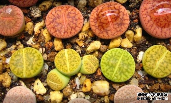 生石花的种植方法【分享】
