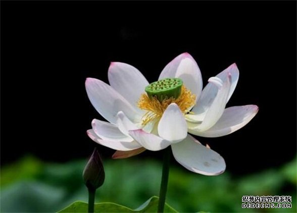莲花的象征意义，莲花代表着高洁圣洁