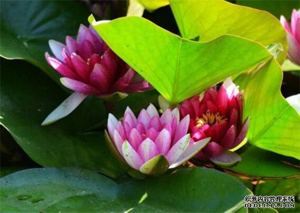 莲花的象征意义，莲花代表着高洁圣洁