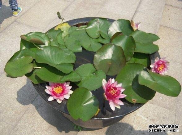 莲花的象征意义，莲花代表着高洁圣洁