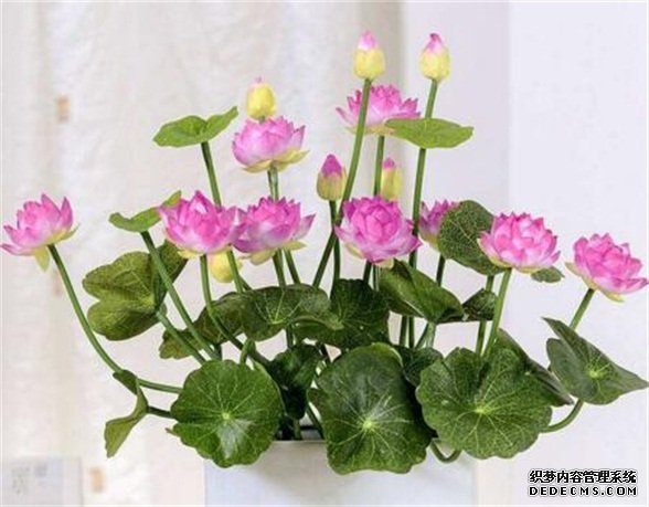 莲花的象征意义，莲花代表着高洁圣洁