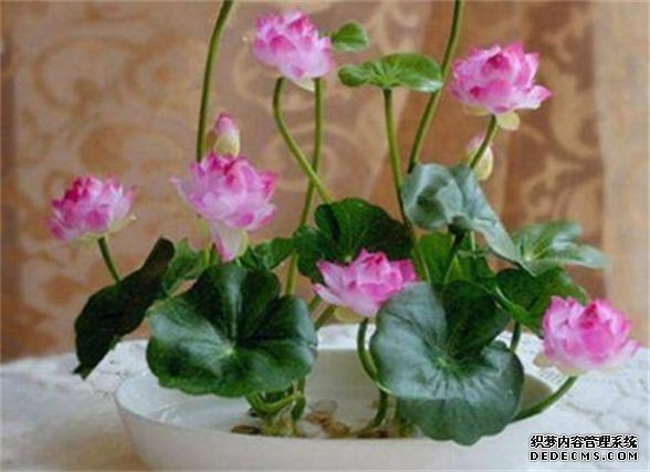 莲花的象征意义，莲花代表着高洁圣洁