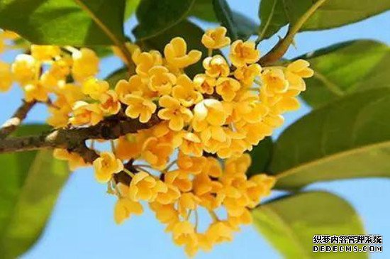 桂花叶子卷曲的原因