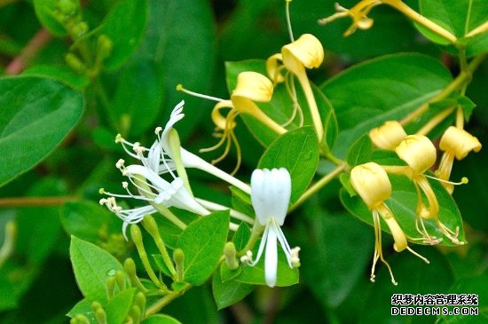 金银花是花卉吗