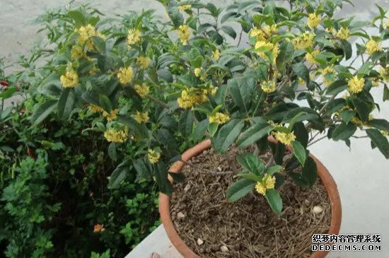四季桂花室内养殖方法