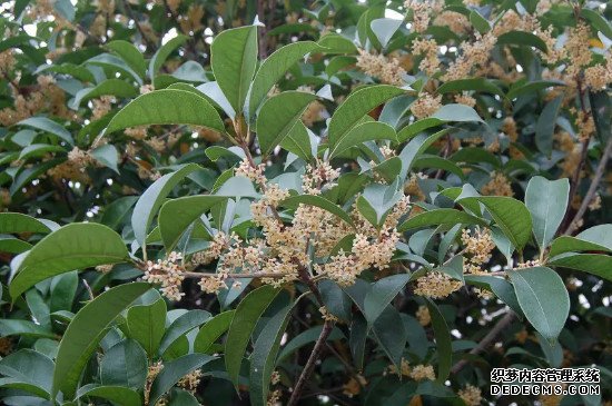 四季桂花室内养殖方法