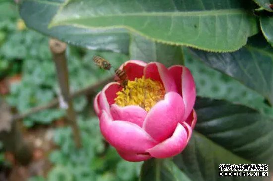 四季杜鹃茶花养殖方法和注意事项