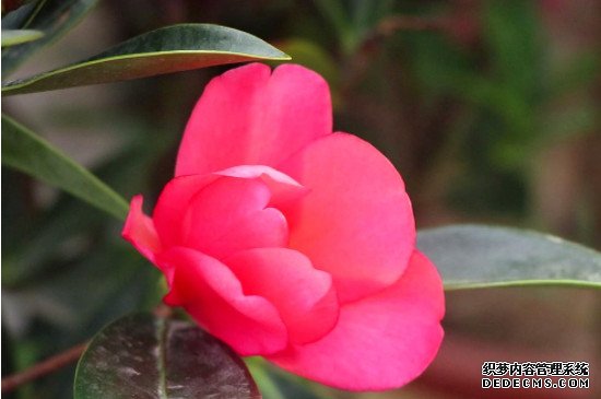 四季杜鹃茶花养殖方法和注意事项