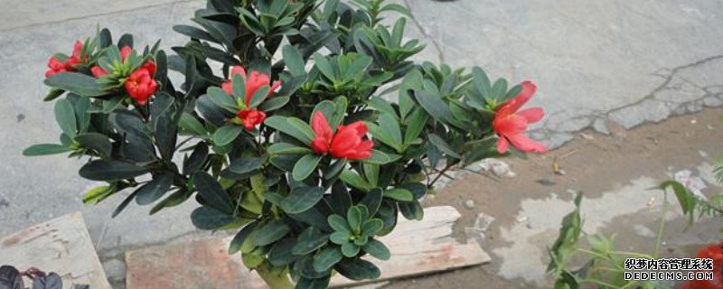 四季杜鹃茶花养殖方法和注意事项