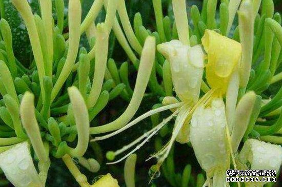 金银花怎么修剪视频