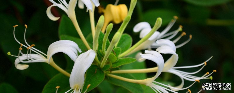 金银花怎么修剪视频