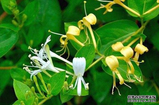 金银花怎么修剪视频