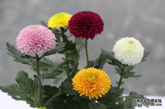 乒乓球花的养殖方法和注意事项