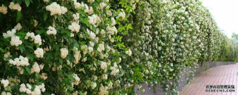 金银花怎么繁殖