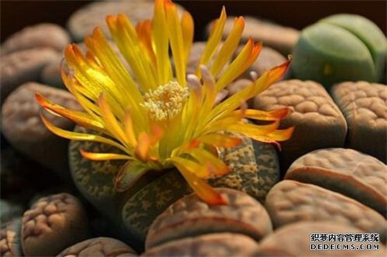 生石花开花后还能活吗