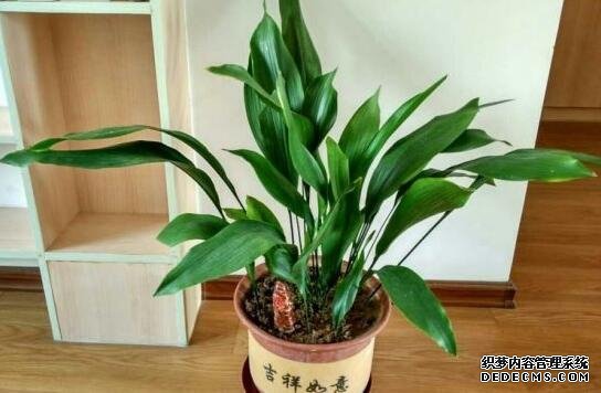 白兰花可以放在卧室吗？香味浓烈刺激性大