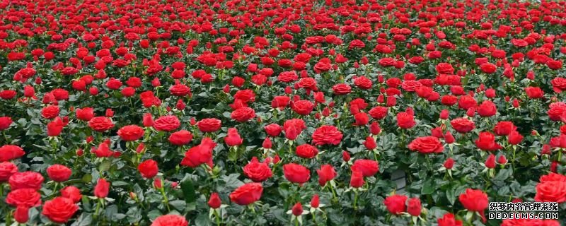 玫瑰花种植基地在哪里