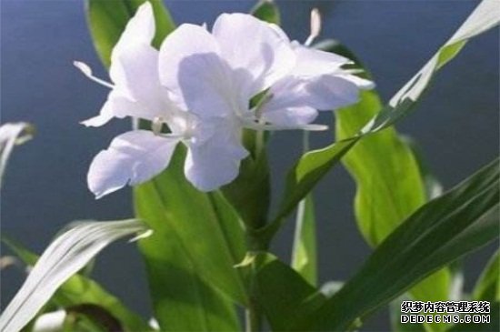 刚买的姜花杆怎么养，茎干修剪遮阴养殖