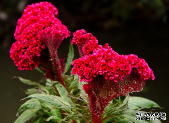 鸡冠花