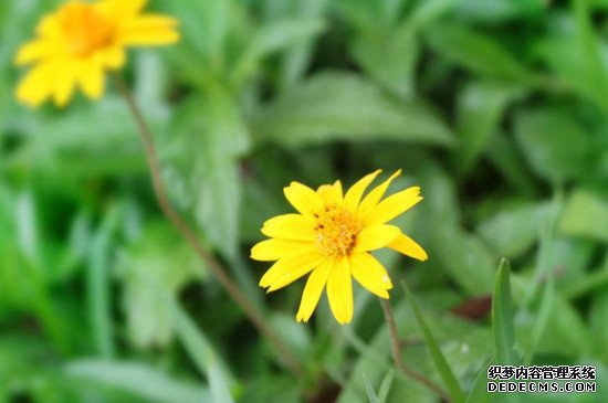 太阳花怎么养爆盆