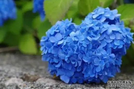 蓝色无尽夏的花语和寓意