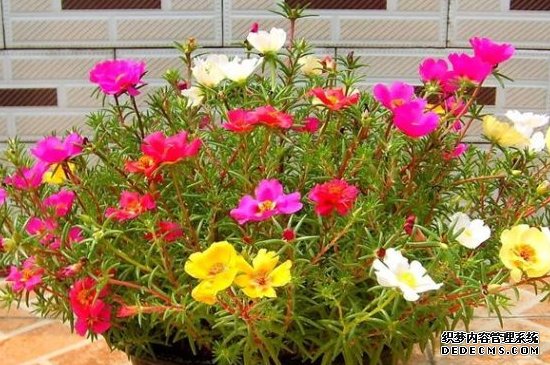 太阳花需要醒花吗