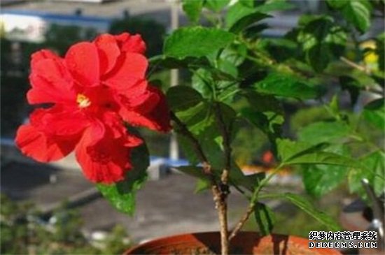 扶桑花怎样剪枝视频