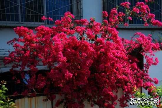 三角梅花苞干枯脱落是什么原因
