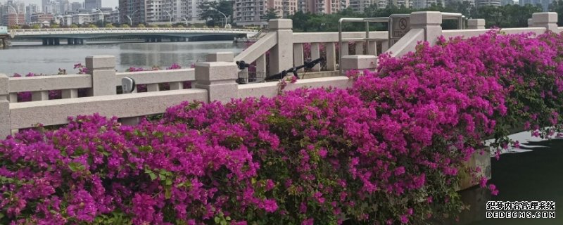三角梅花苞干枯脱落是什么原因