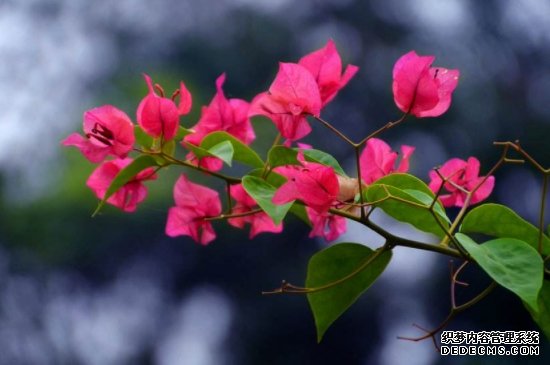 三角梅花苞干枯脱落是什么原因