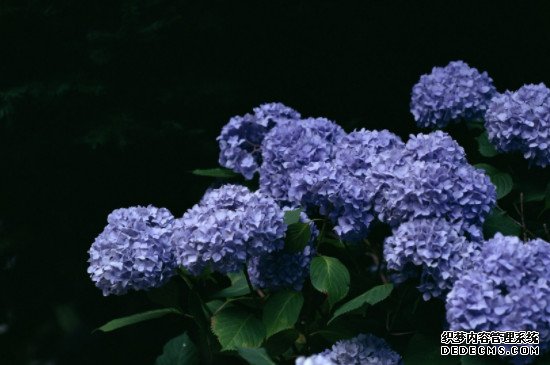 蓝色绣球花花语