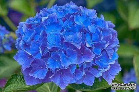 蓝色绣球花花语