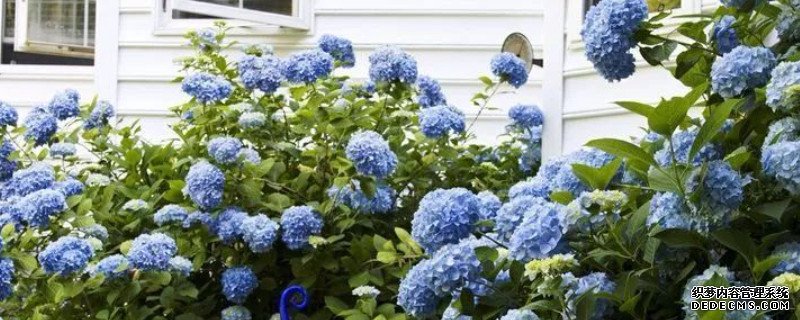 蓝色绣球花花语