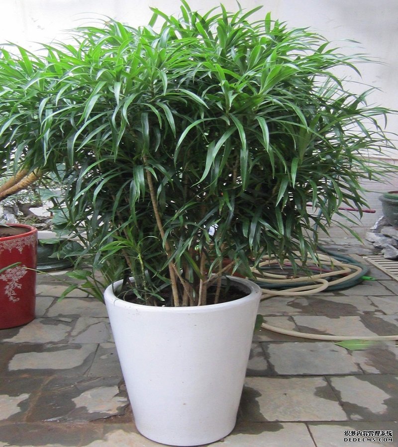 百合竹耐寒吗？