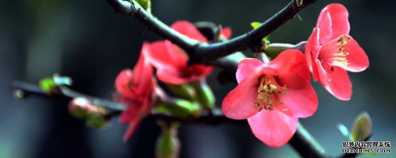 夏季海棠花掉叶子什么原因