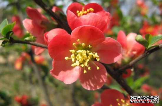 海棠花