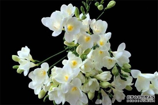 香雪兰一年开几次花