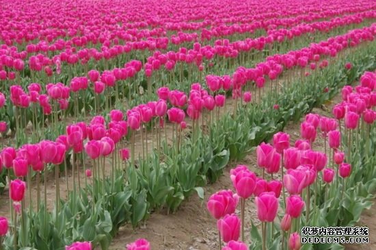 何时种郁金香，秋末10～12月份种植最佳