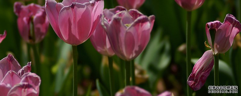 郁金香花谢后怎么处理