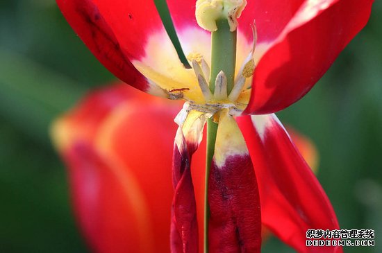 郁金香花谢后怎么处理