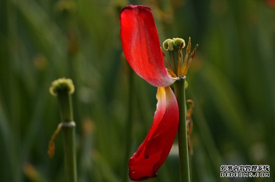 郁金香花谢后怎么处理
