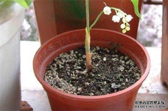 铃兰怎么繁殖