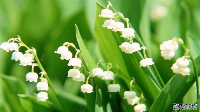 铃兰花语