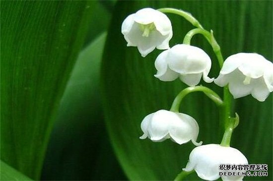 铃兰花语