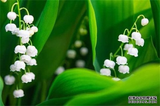 铃兰花语