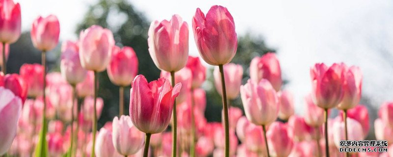郁金香只能开一次花吗