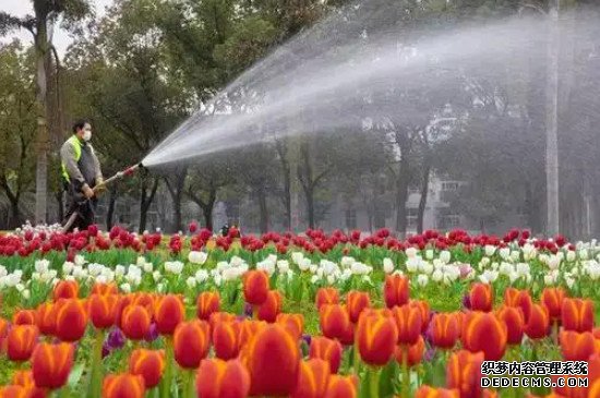 郁金香只能开一次花吗