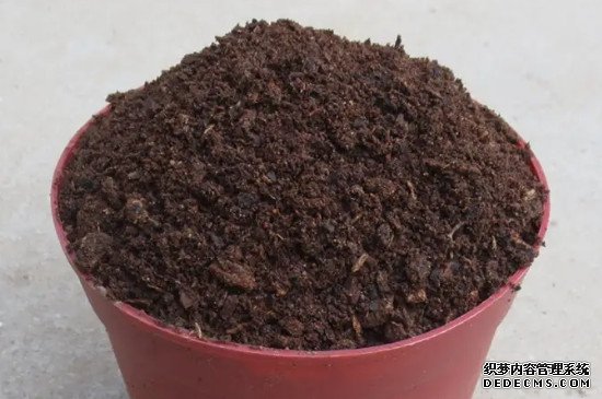 郁金香只能开一次花吗